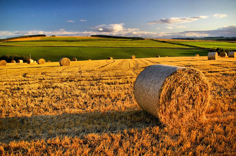 Agricoltura, Sabatini: “Dopo gelate, bene fondi per danni siccità”